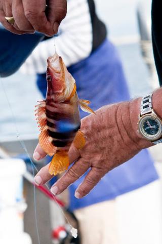 Dimanche 10 mai : concours de pêche mixte (sélectif palangrotte et canne)