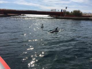 Du vent, des vagues, une course et un dauphin pour la Team Opti