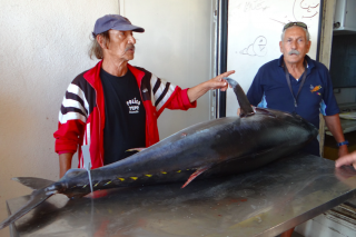 La Massilia Tuna Cup revient pour une 5e édition