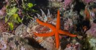 Dimanche 11 octobre : Challenge de photo sous-marine