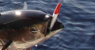 Concours Open No Kill