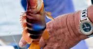 Dimanche 10 mai : concours de pêche mixte (sélectif palangrotte et canne)