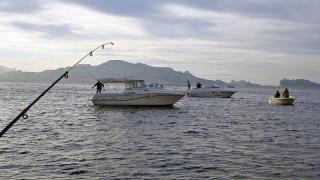 Sortie 'bonites' le samedi 15 octobre pour les amateurs de pêche !